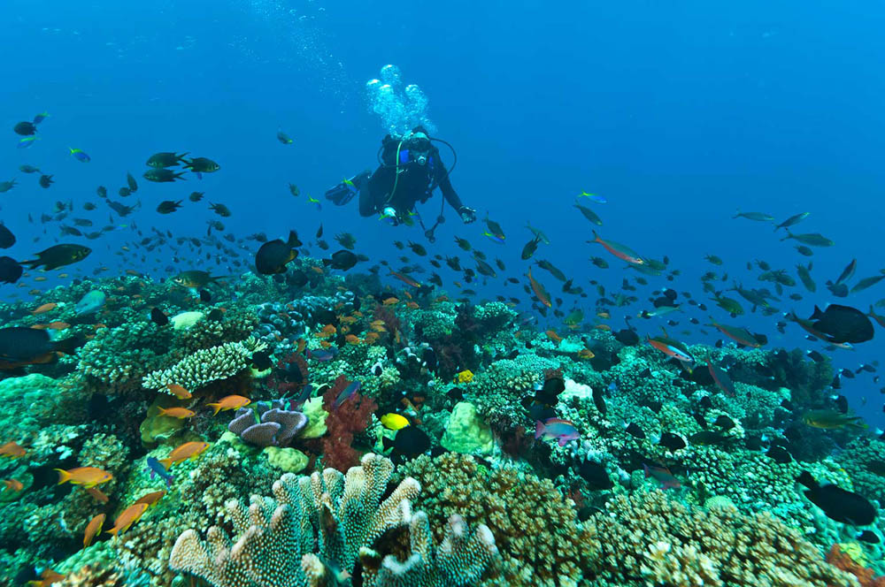 Waidroka Bay Resort Fiji – Aquarium