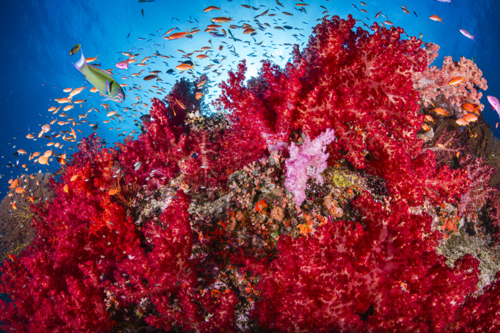 Soft coral, parrotfish, and anthias at Fantasy Reef dive site