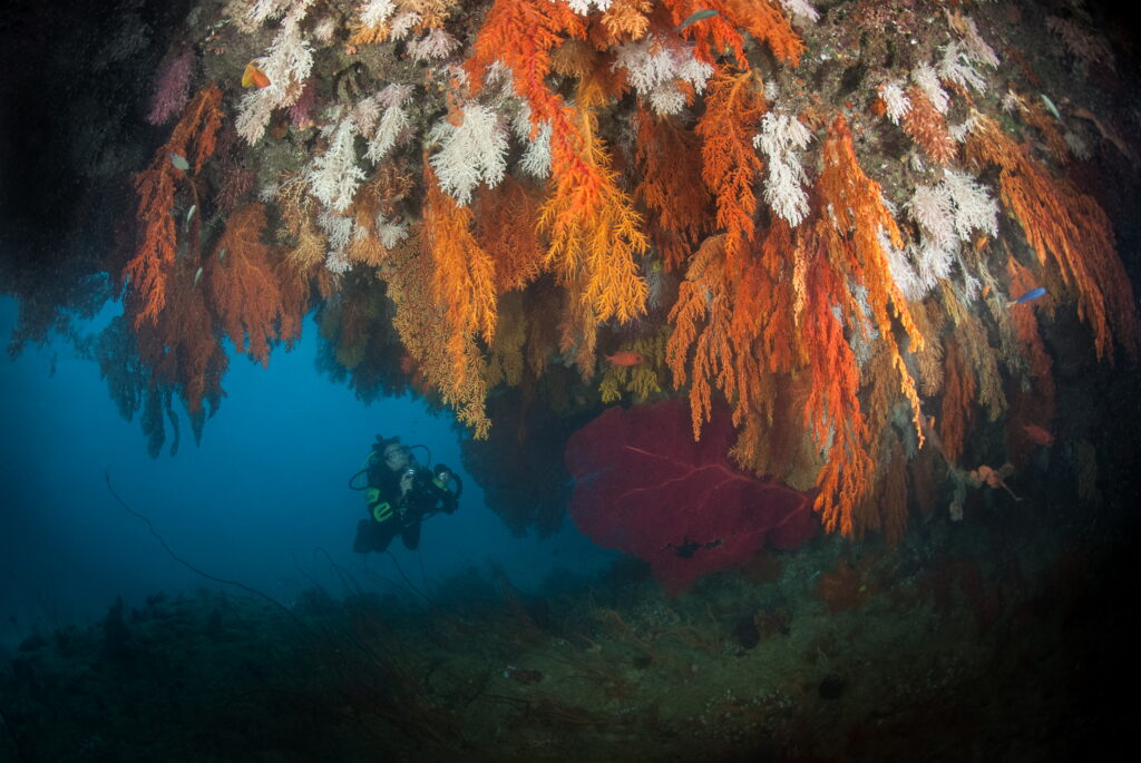 Seven Sisters – soft coral