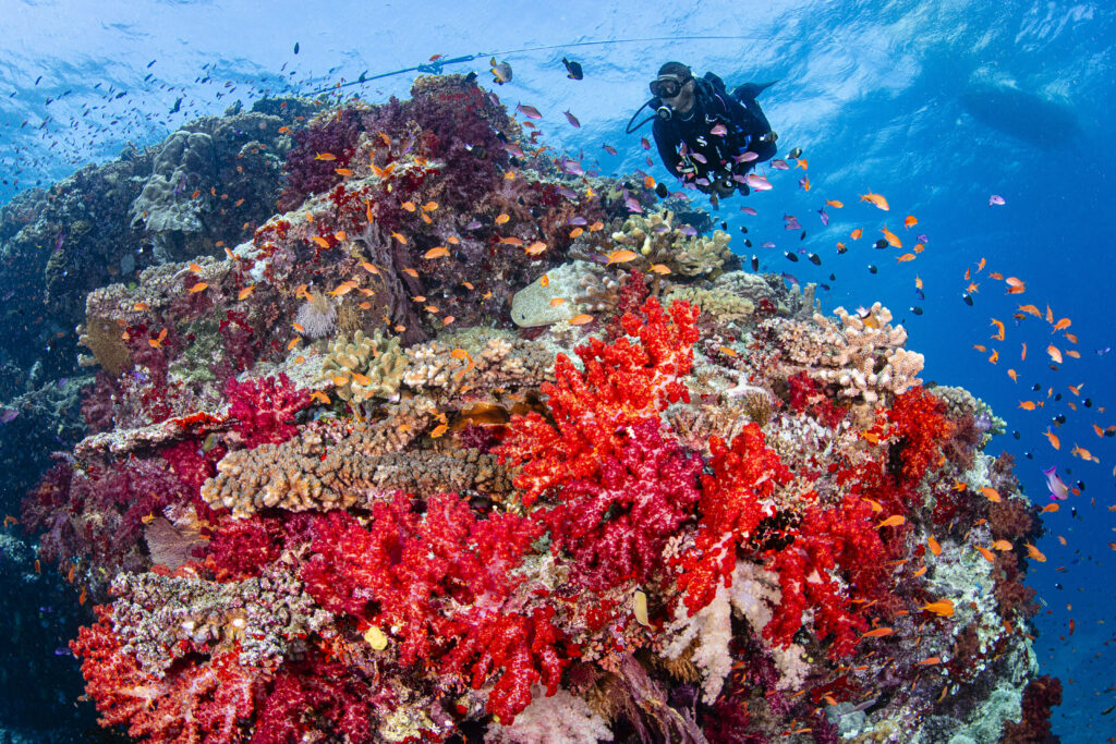 Diving with soft coral