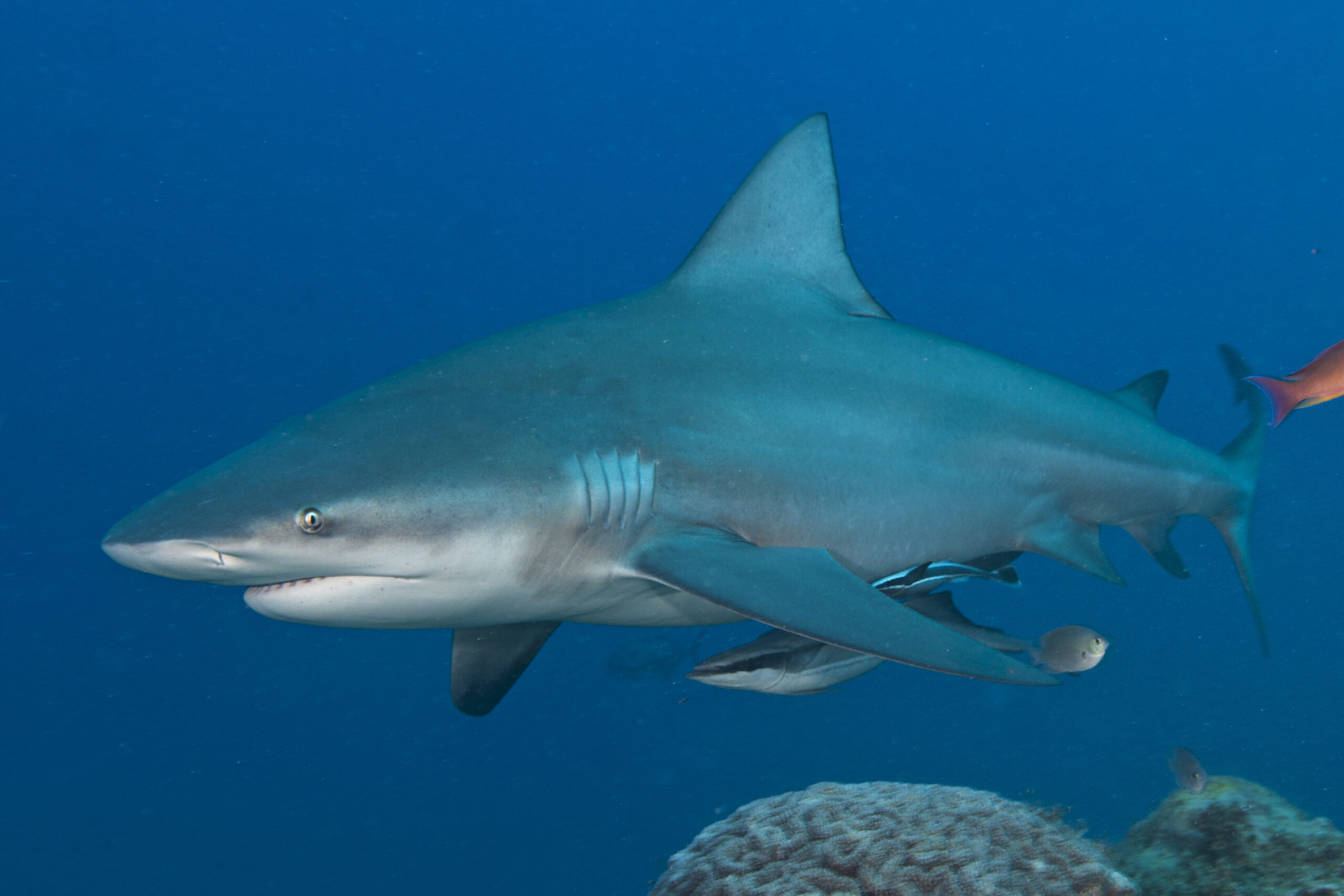 Bull shark on Beqa shark dive