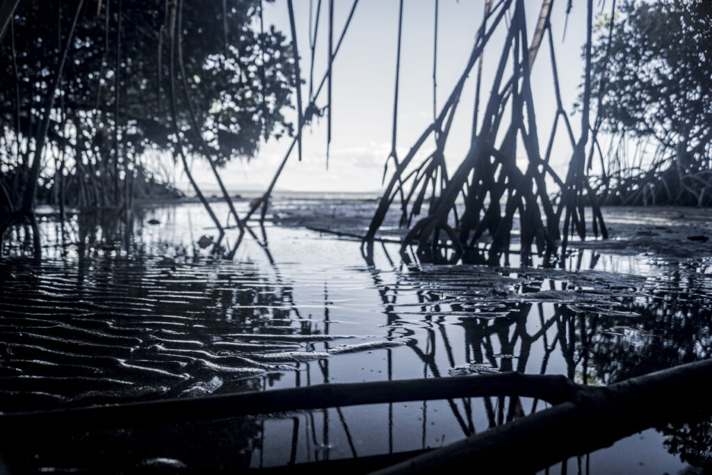 Inside the mangroves