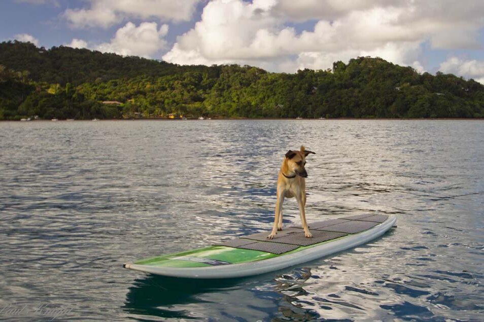 Dog on a SUP