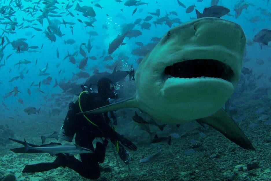 Diver with large shark