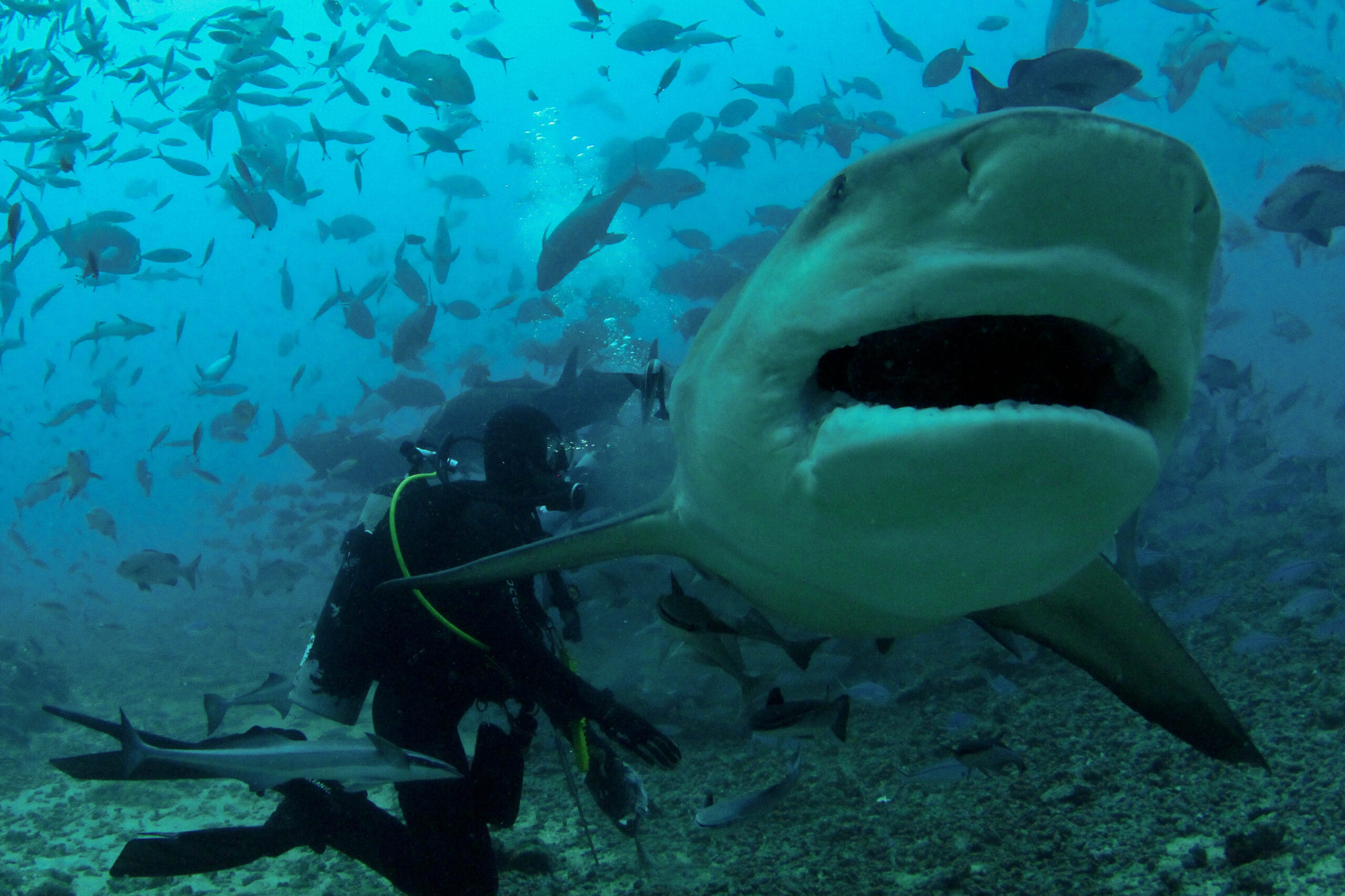Diver with shark on Beqa shark dive