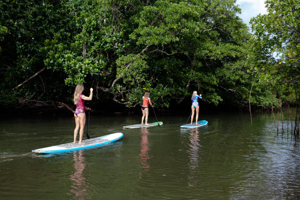 Guests paddling around the mangroves on stand up paddleboards SUP 