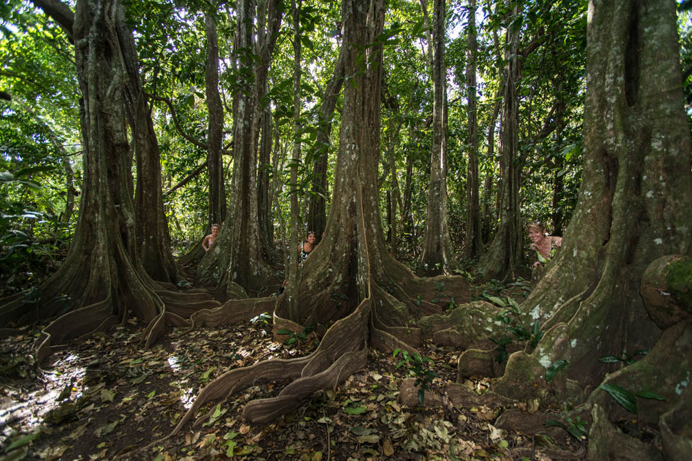 Mangrove tours
