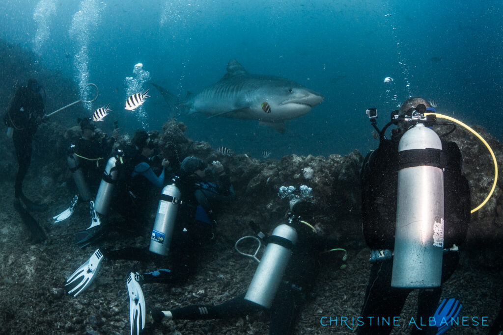 Divers underwater doing Beqa shark dive