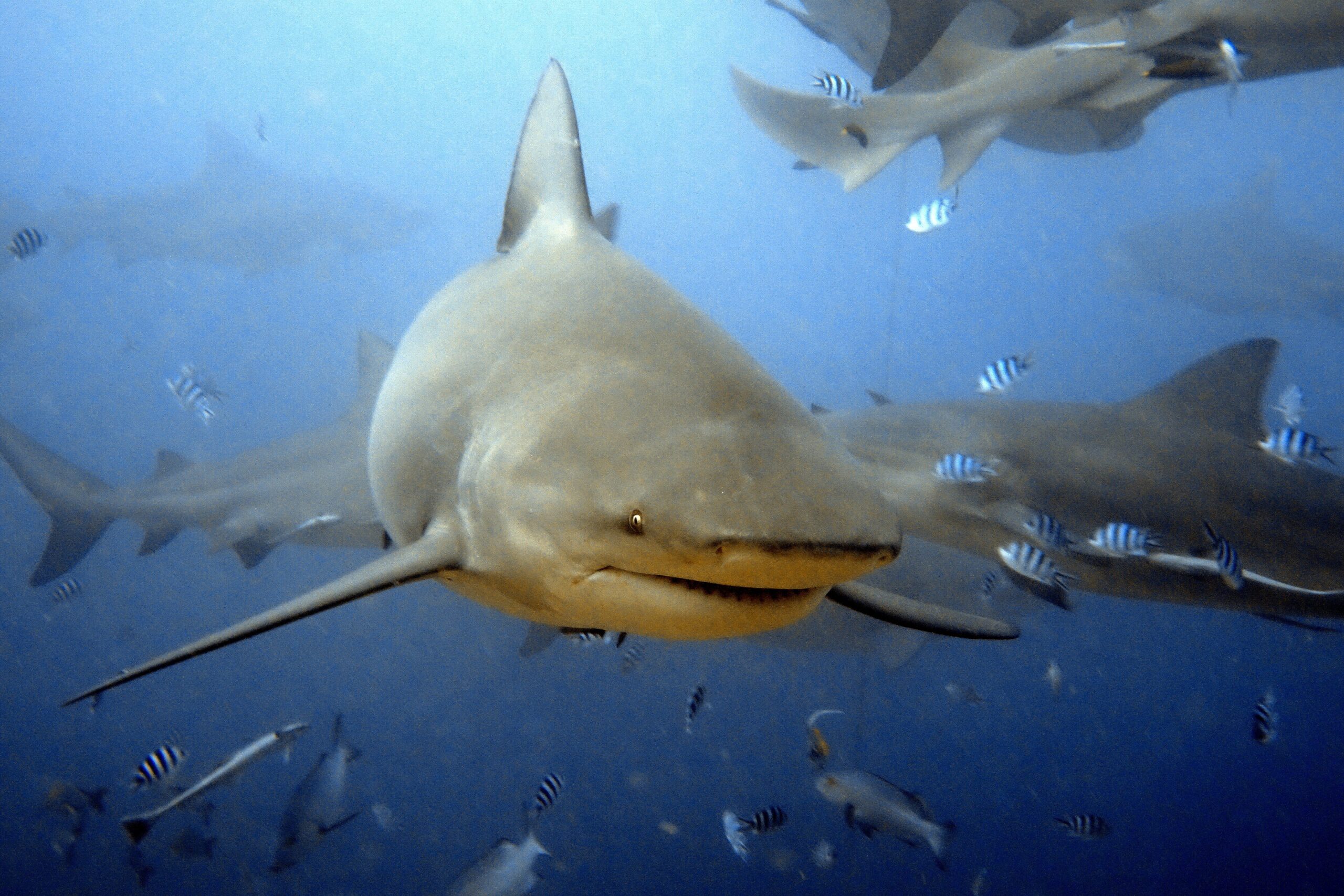 Waidroka shark dive