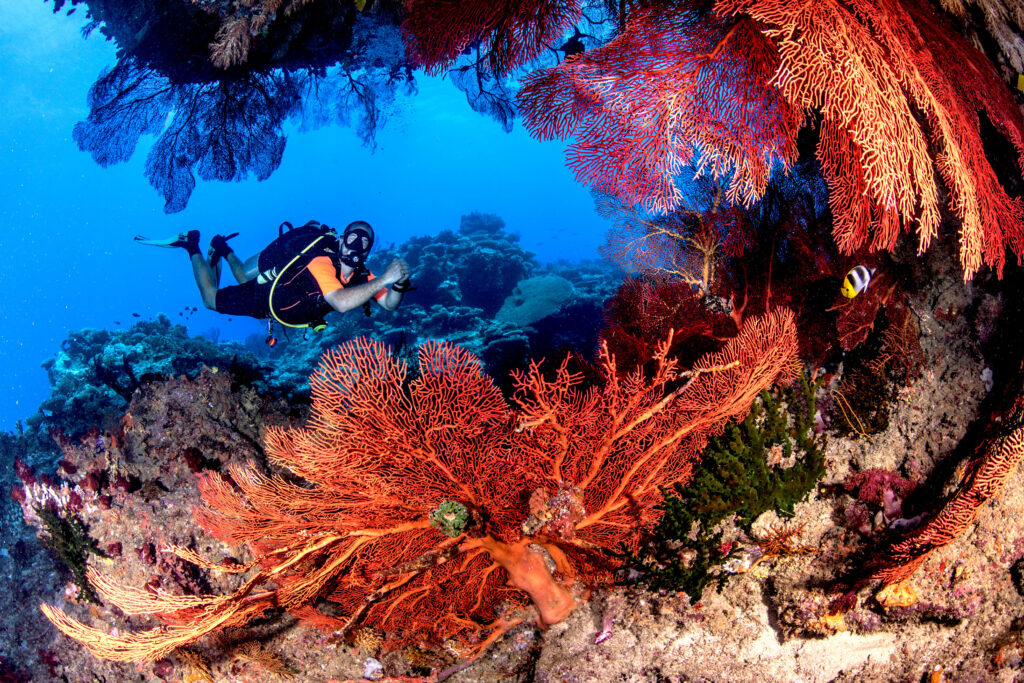 Diver with soft and hard corals underwater at Golden Arches