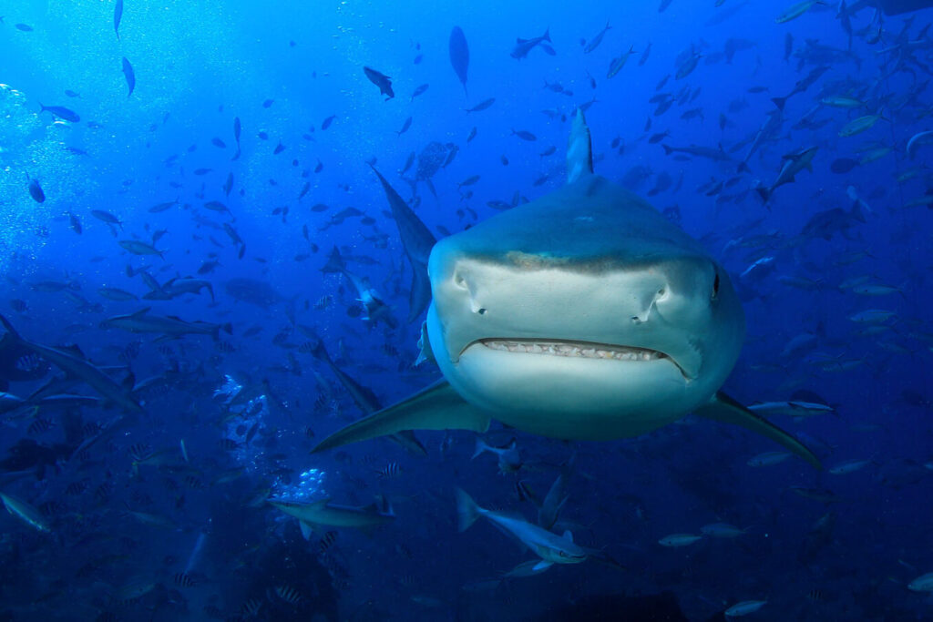 Diving with bull sharks at Beqe