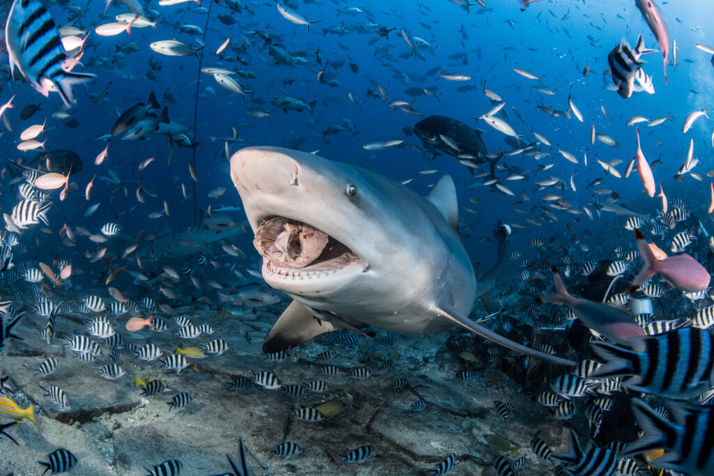 Shark with mouth open feeding