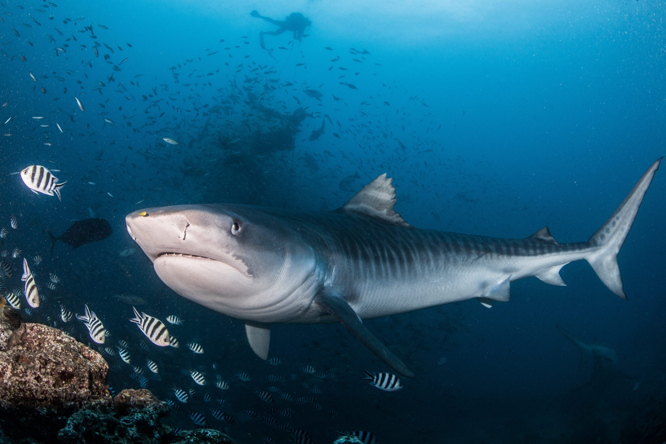 Tiger shark on Waidroka shark dive