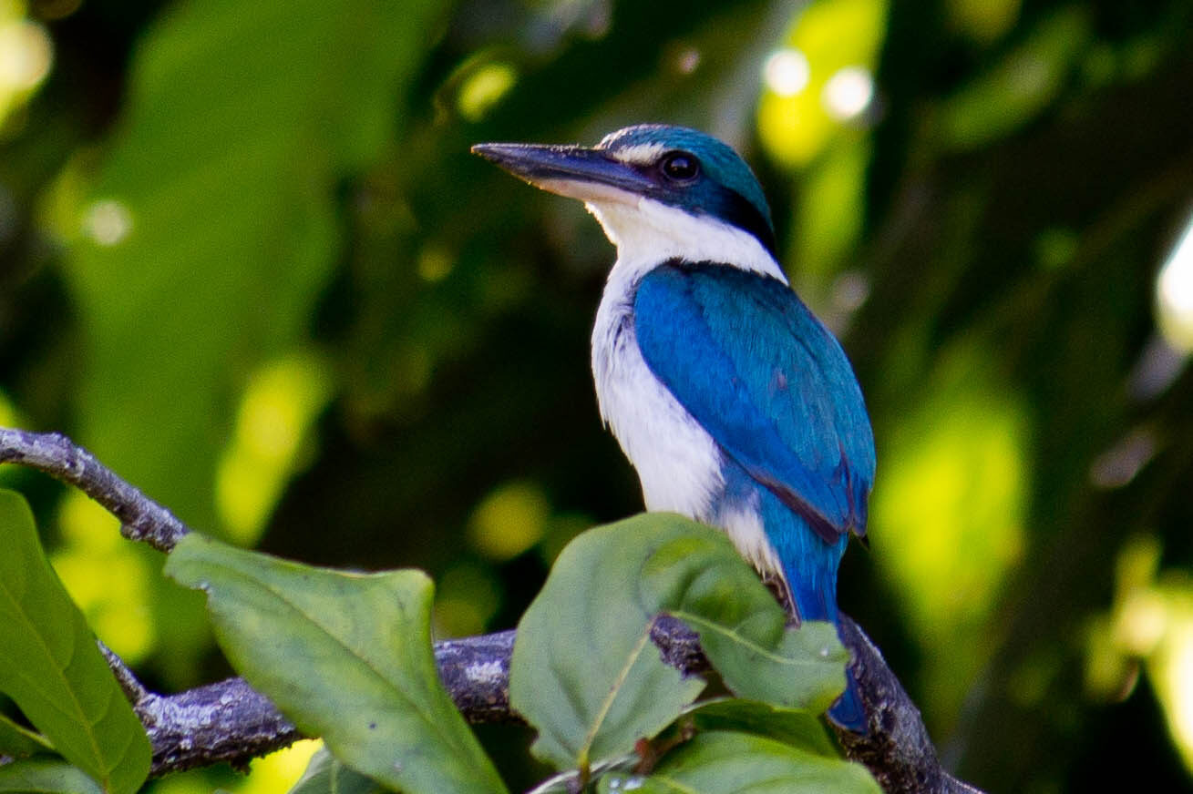 Coastal kingfisher