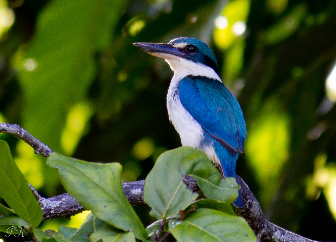 Coastal kingfisher