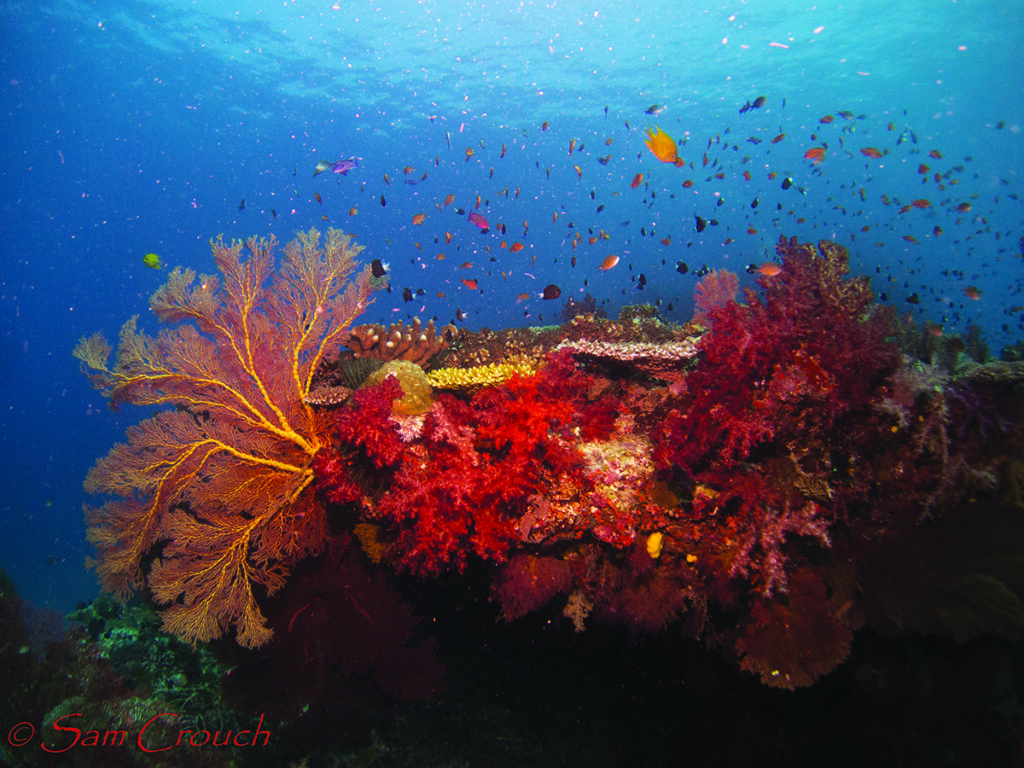 Fantasea, dive site