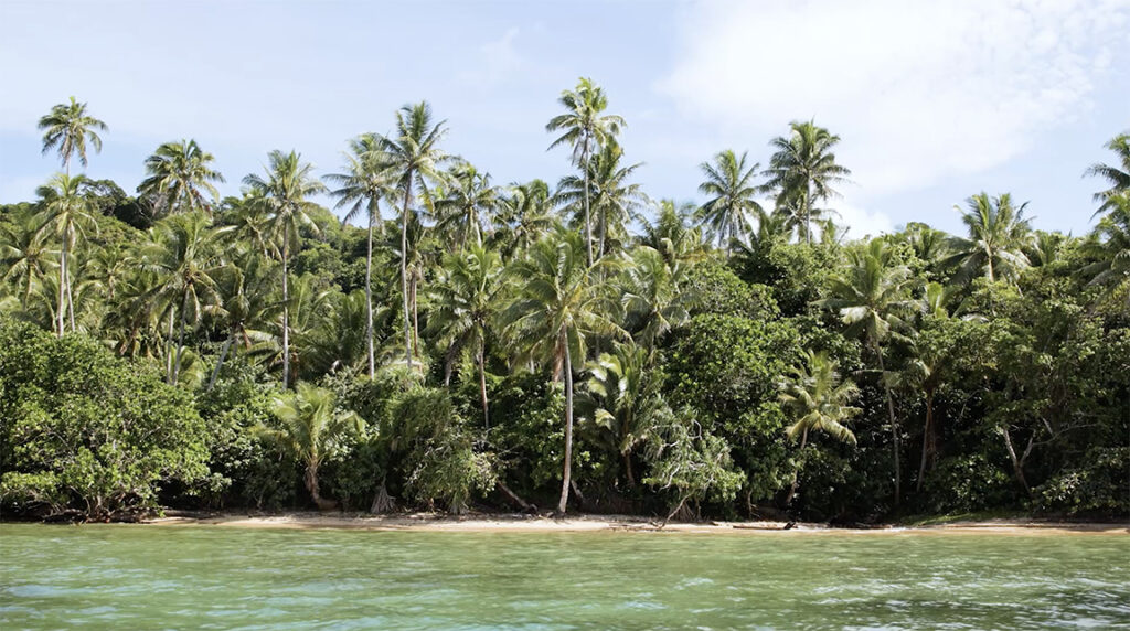 Shoreline of rainforest