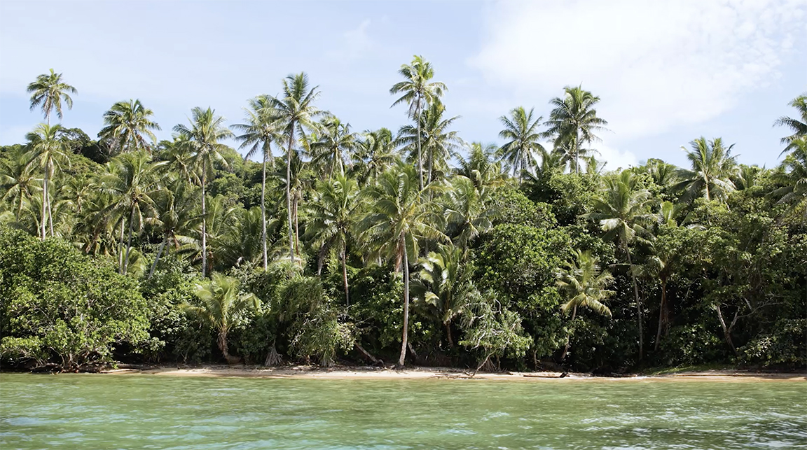 Shoreline of rainforest