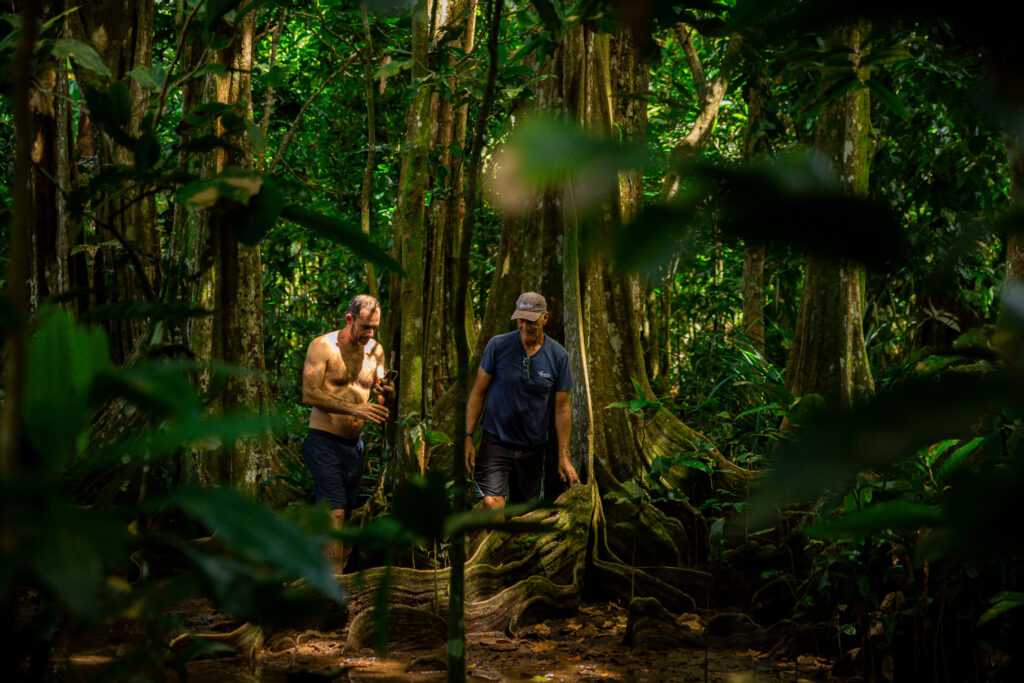 Rainforest walks