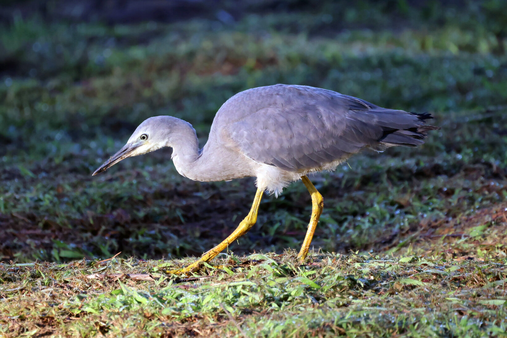 Great blue heron at Waidroka