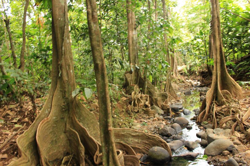 rainforest and mangrove walks