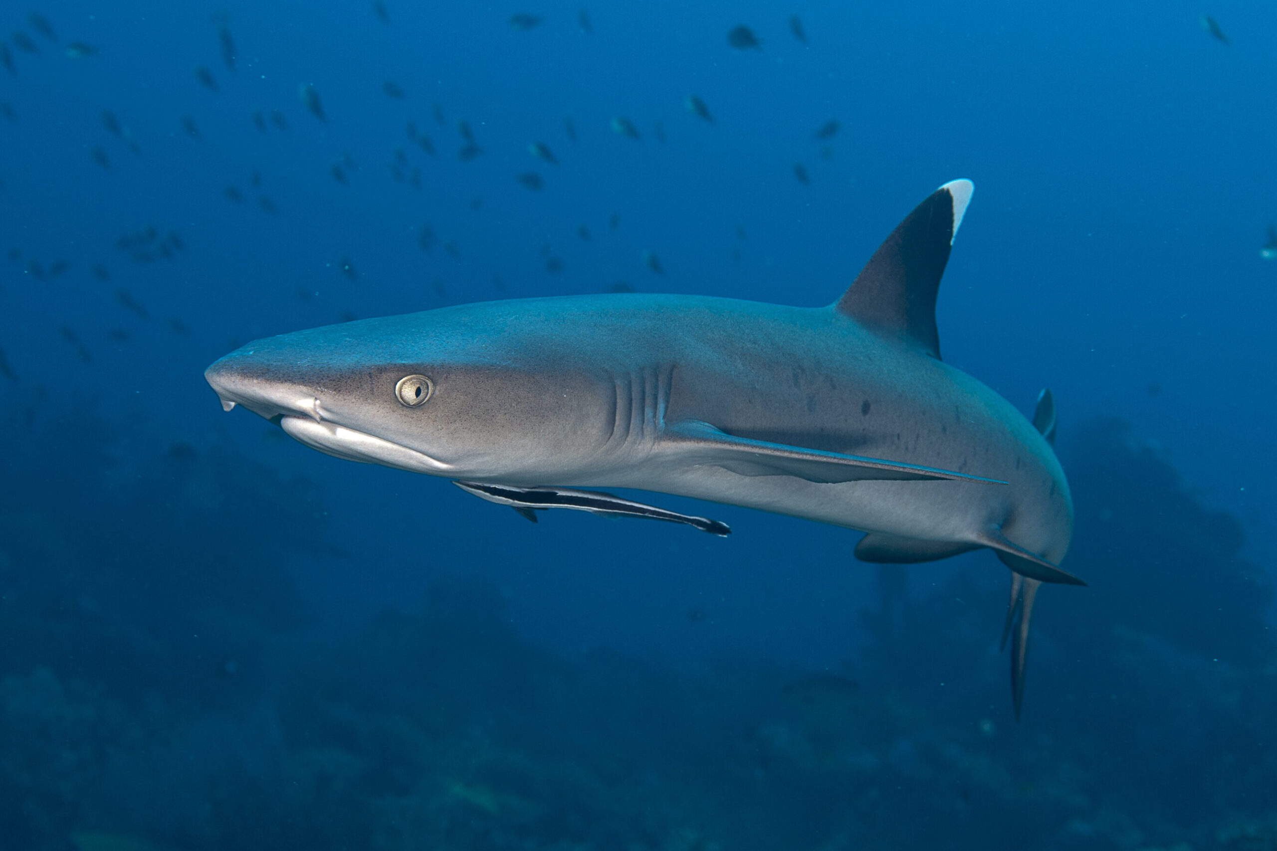 Silvertip shark
