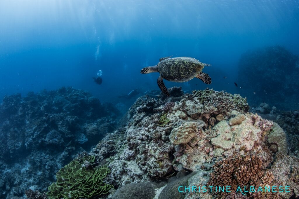 Turtle swimming at Frigates Wall dive site