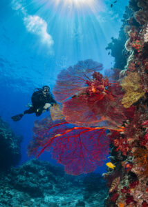 Diver looking at sea fans underwater