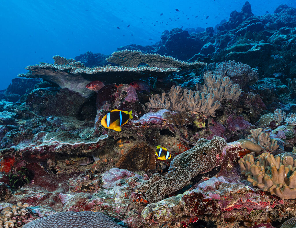 Clownfish pair at Fiji Pipe dive site