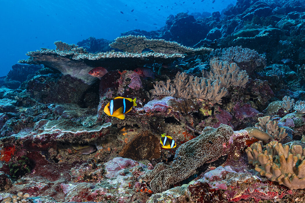 Clownfish pair at Fiji Pipe dive site