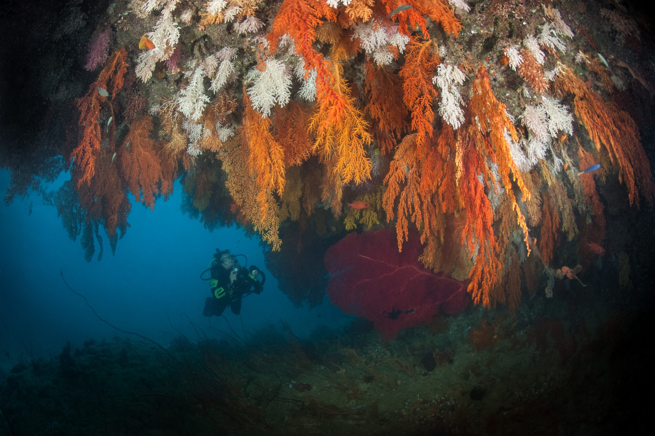 Seven Sisters – soft coral