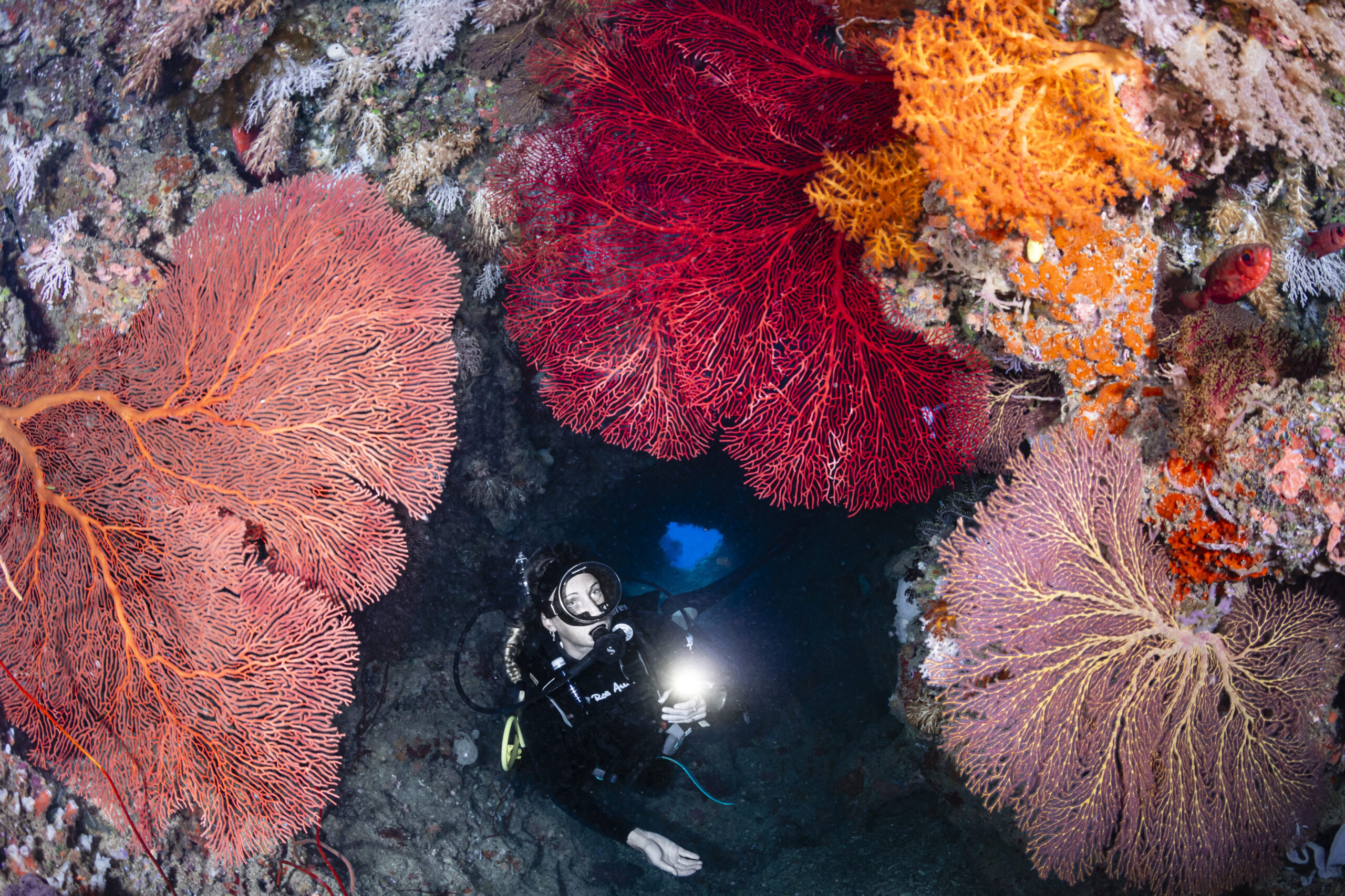 Sea fans in swim through in Fiji