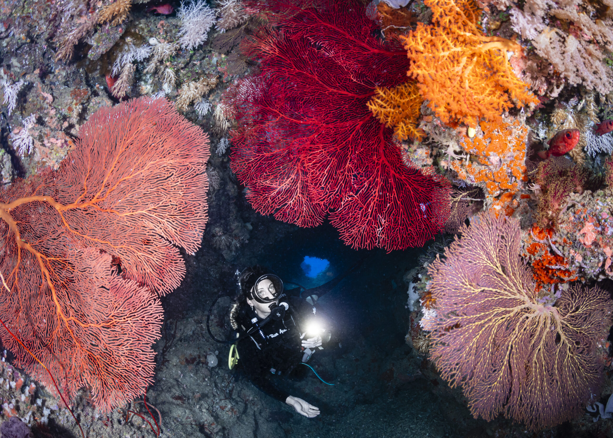 Sea fans in swim through in Fiji