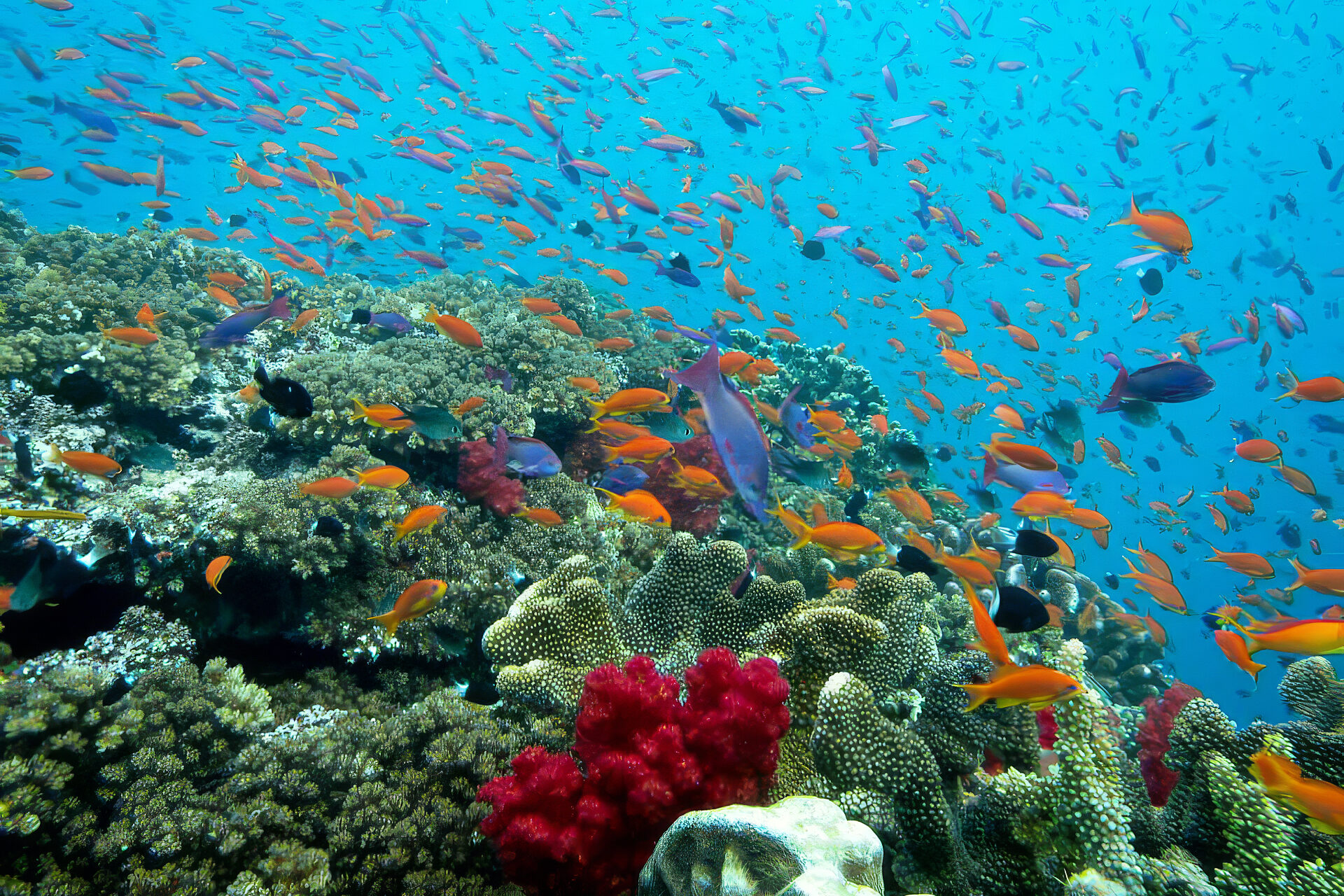 Millions of fish at Aquarium