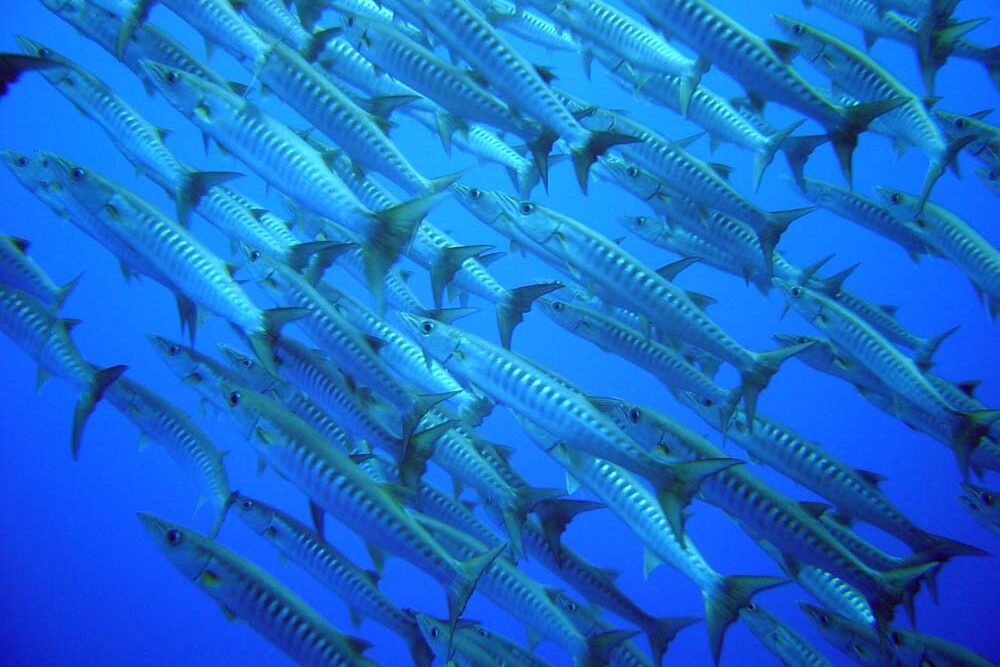 Barracudas at Mata dive site