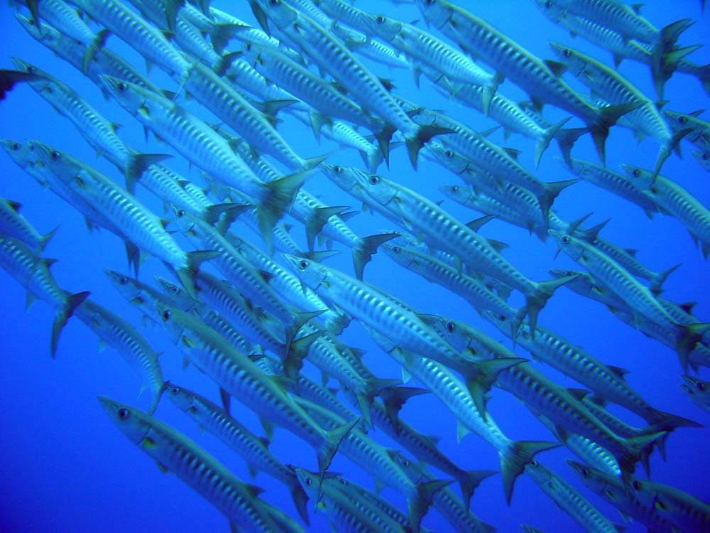 Barracudas at Mata dive site