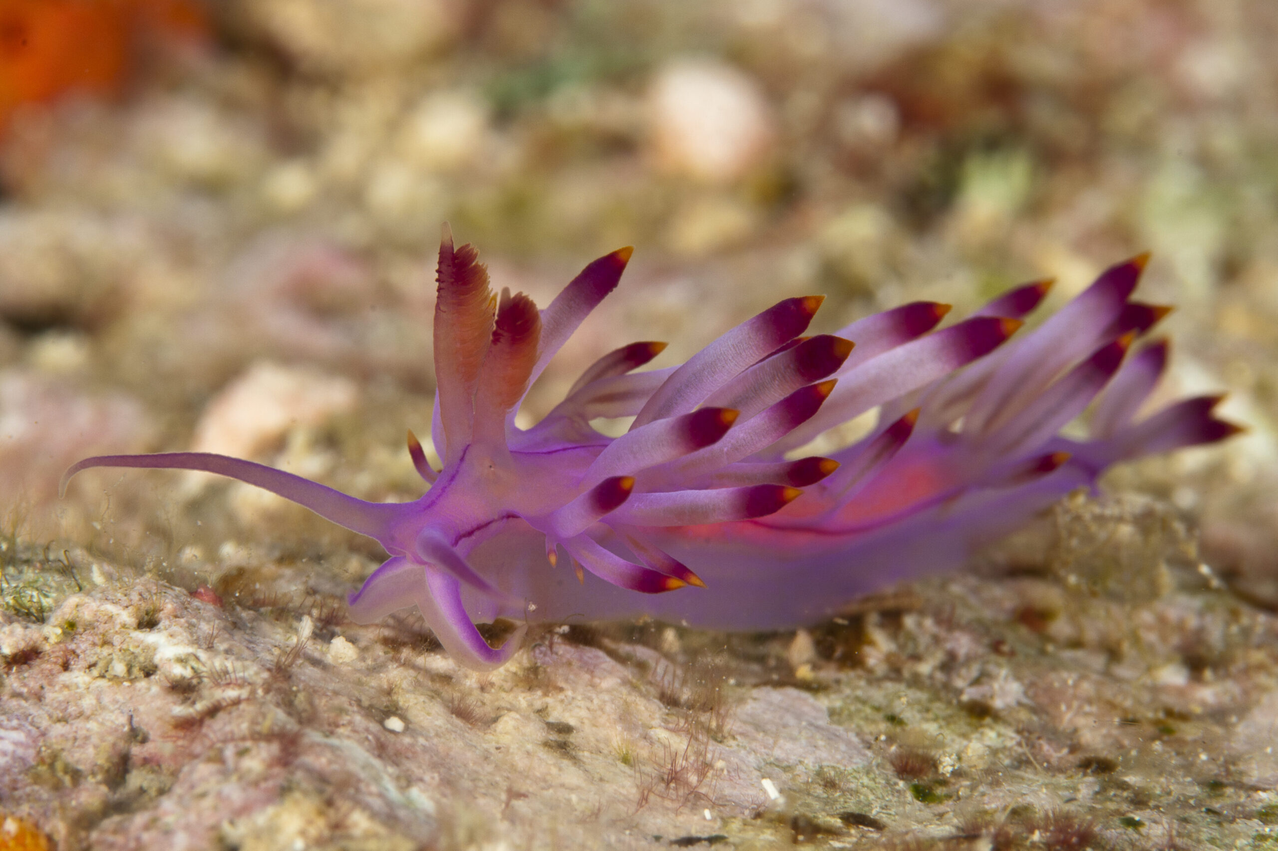 Nudibranch at Fantasea dive site