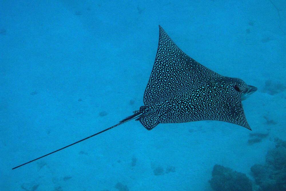 Eagle Ray at Frigates Wall dive site