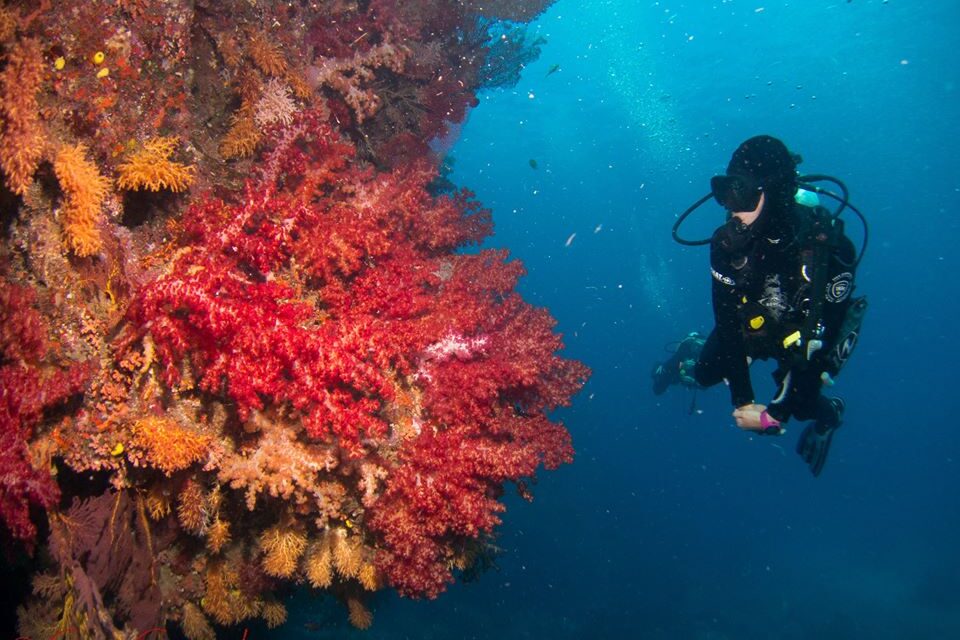 Diver diving at Fantasea dive site