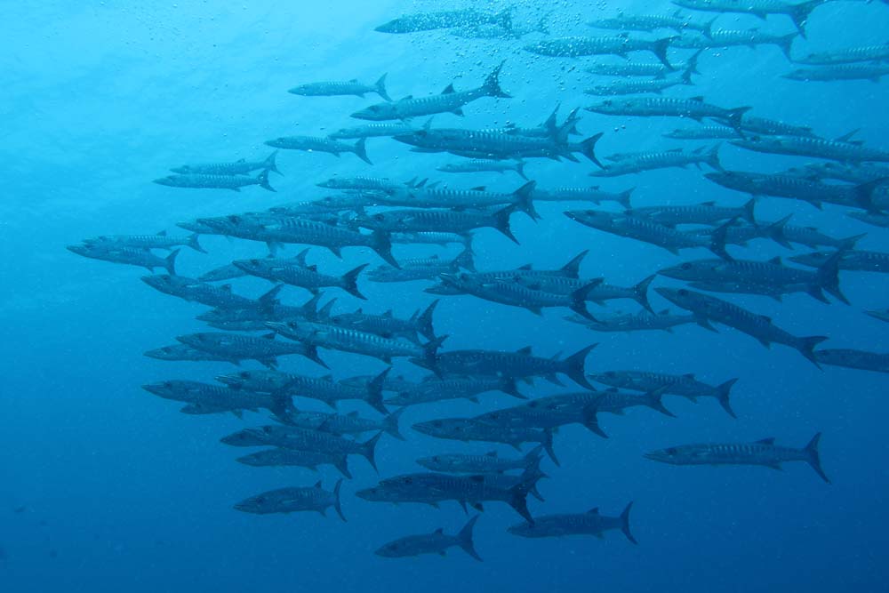 Schooling barracudas at Frigates Wall dive site