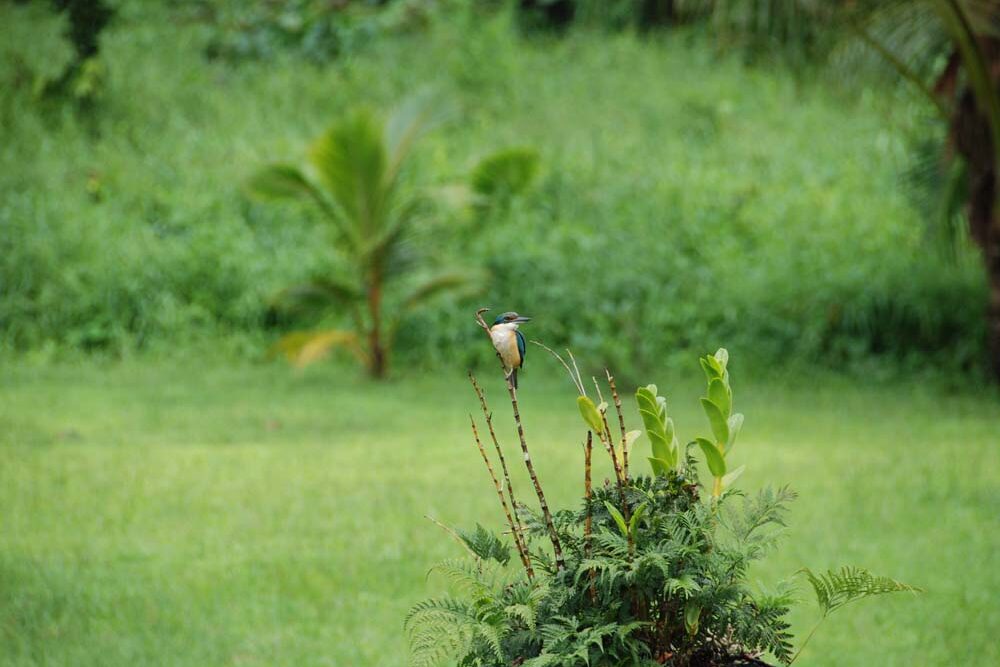 Kingfisher bird at Waidroka