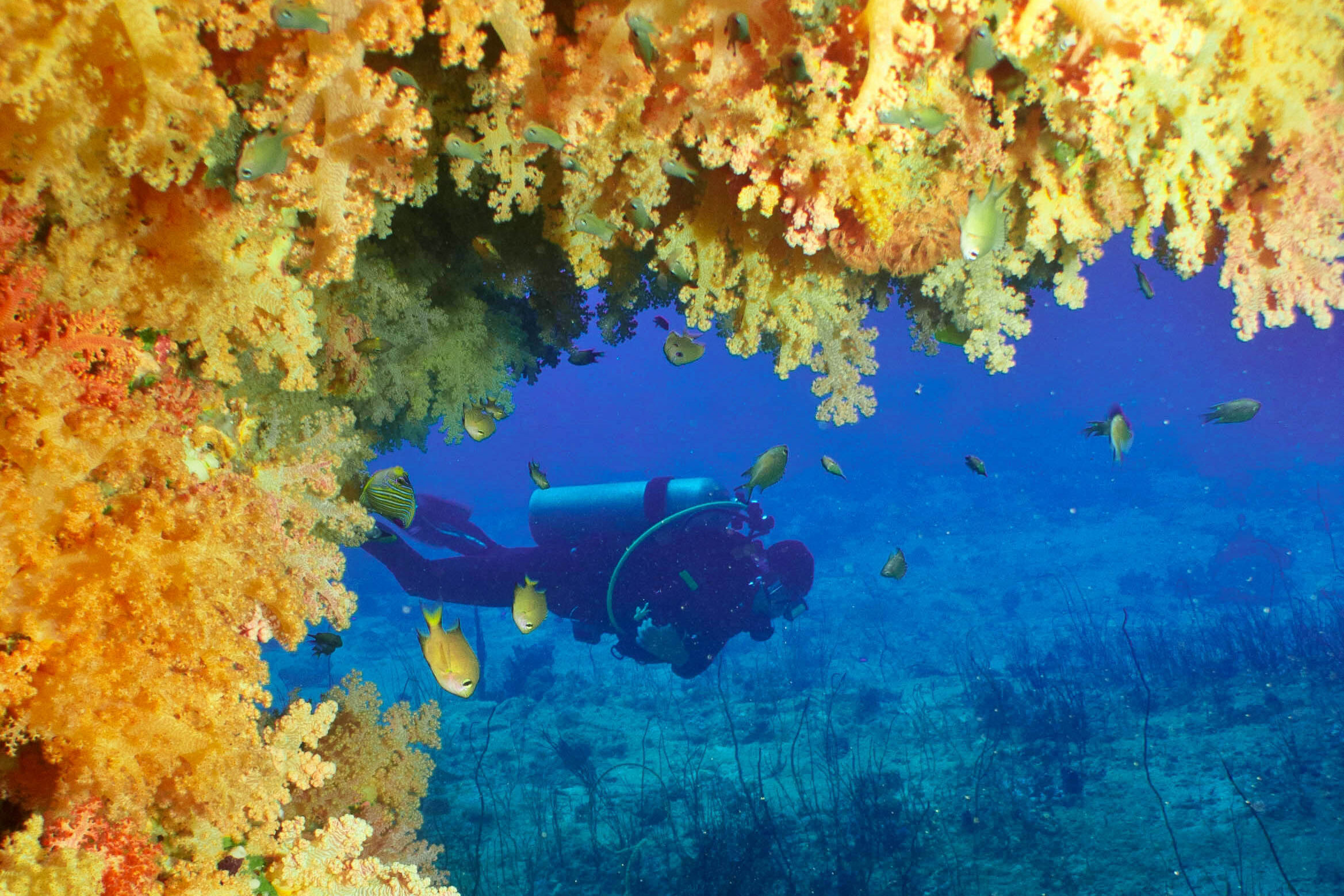 Yellow soft coral swim-through