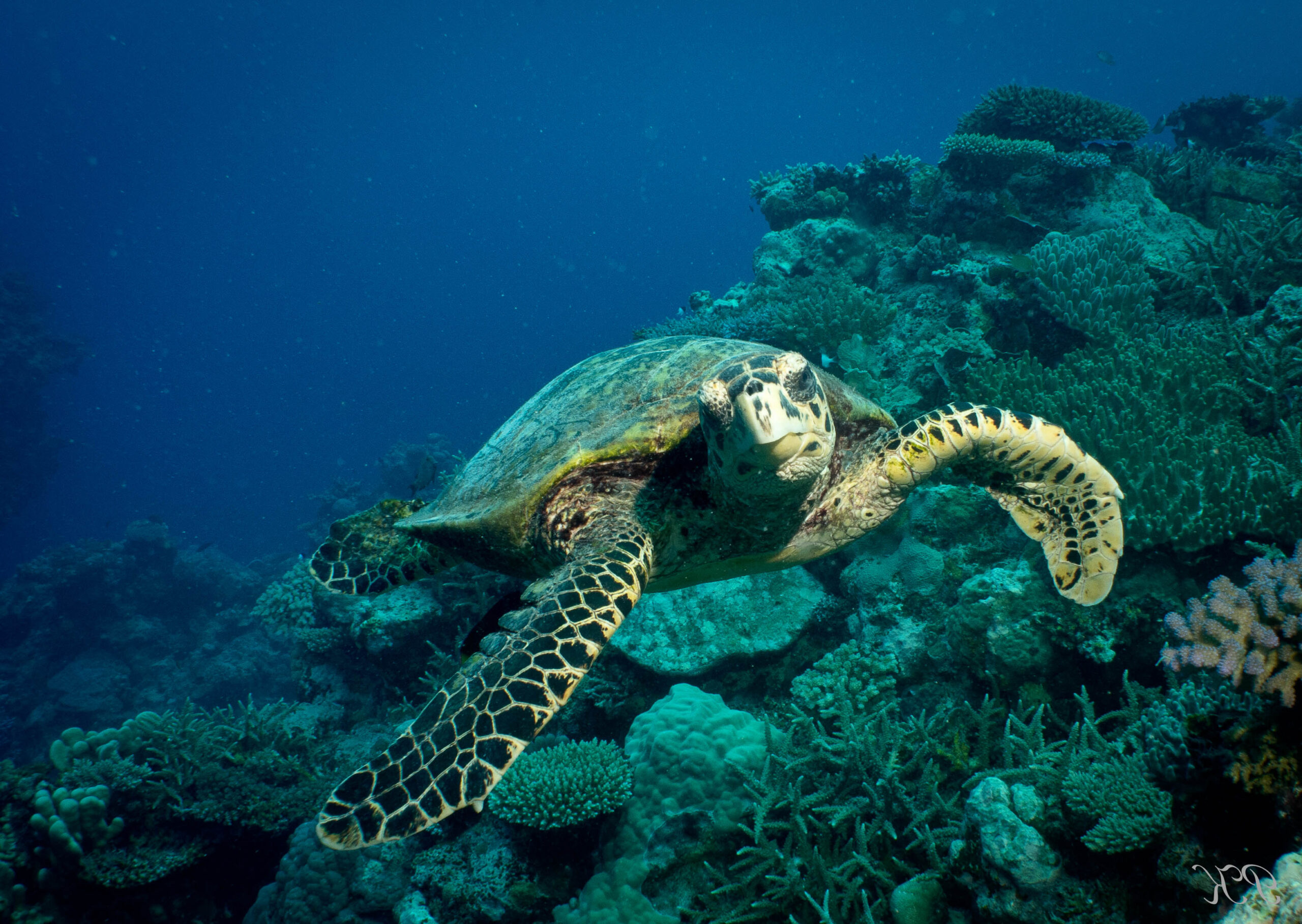 Turtle swimming over hard coral
