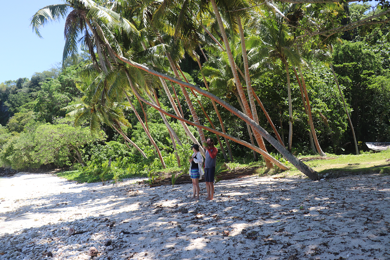 Enjoying drinking fresh coconuts on a beach picnic