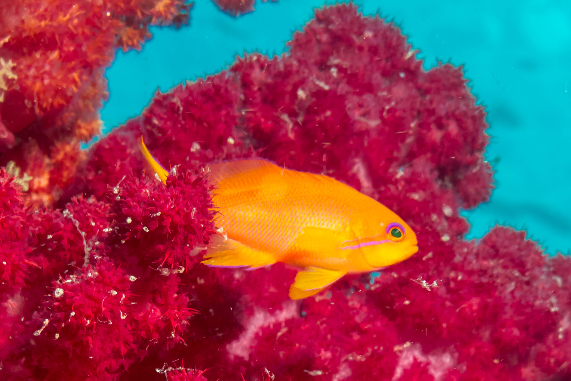 Orange anthias in red soft coral at Fantasea dive site