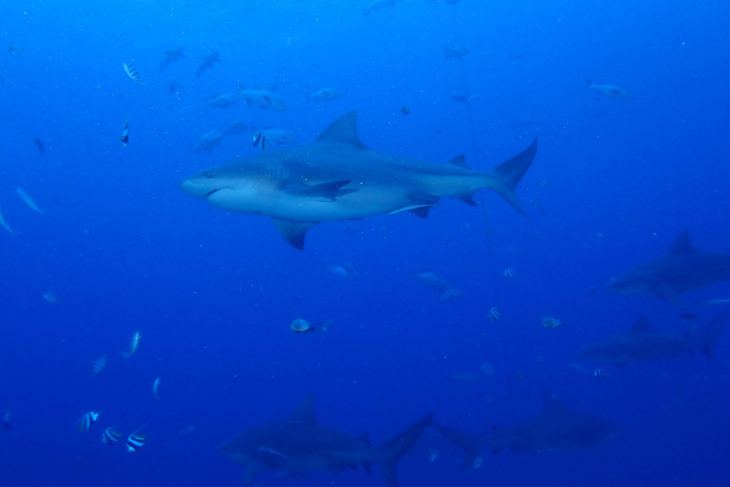 Sharks at Waidroka Bay
