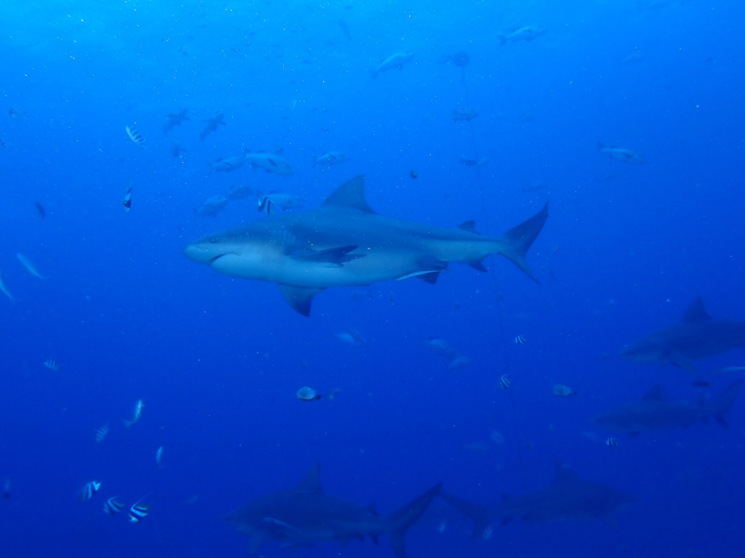 Sharks at Waidroka Bay