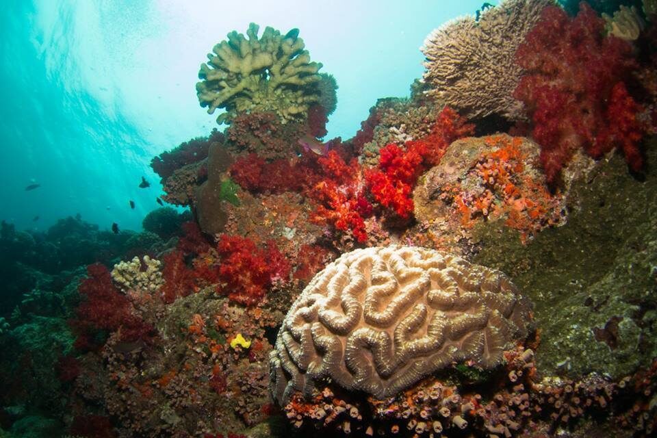 Pontis Playground dive site