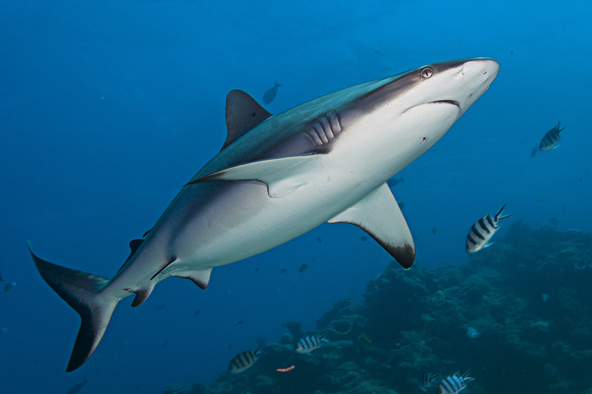 Silver tip reef shark