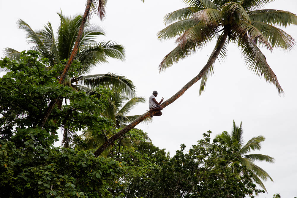 Waidroka coconuts